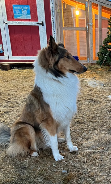 Farm Shepherd Image
